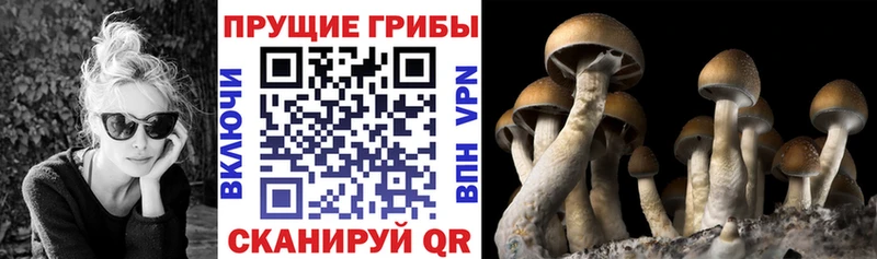 Галлюциногенные грибы Psilocybe  Луза 